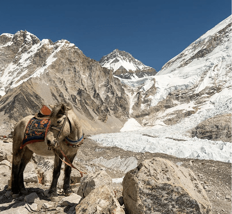 Packed mule on a rocky trail with the Khumbu Icefall in the background